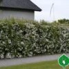 Buketspiraea Vanhouttei -LivsSpire Salgsbutik spiraea20vonhouttei20haek