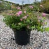 Spiraea `Little Princess` 5 Stk. -LivsSpire Salgsbutik spirea20litllte20princess