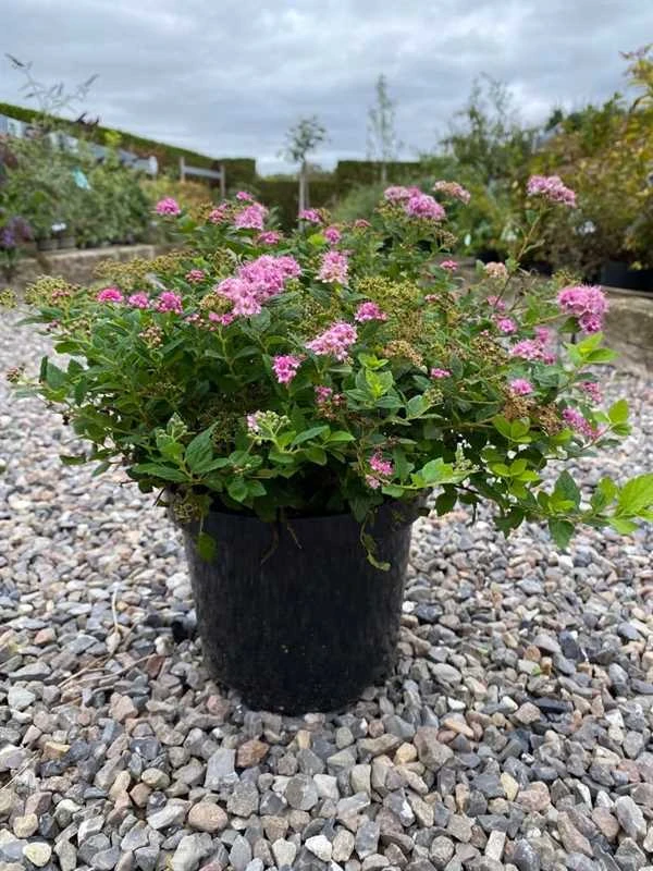 Spiraea `Little Princess` 5 Stk. 3 Spiraea `Little Princess` 5 Stk.