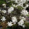 MAGNOLIA STELLATA ROYAL STAR -LivsSpire Salgsbutik stallata