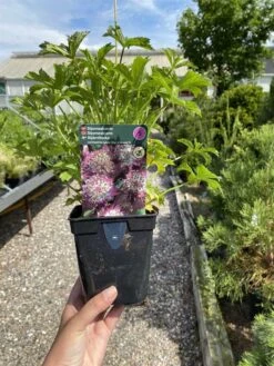 Stjerneskærm 'Star Of Beauty'®