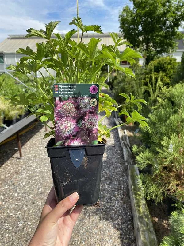 Stjerneskærm 'Star Of Beauty'® 3 Stjerneskærm 'Star Of Beauty'®