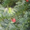 Taxus Baccata 'Hjorthede' 2 Taxus Baccata 'Hjorthede' -LivsSpire Salgsbutik taxus20bac