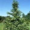 Ginkgo Biloba 150-175 Cm -LivsSpire Salgsbutik tempeltrae