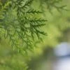 Almindelig Thuja "Danica" -LivsSpire Salgsbutik thuja danica