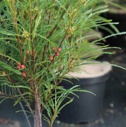 Tørst Rhamnus Frangula `Fine Line`