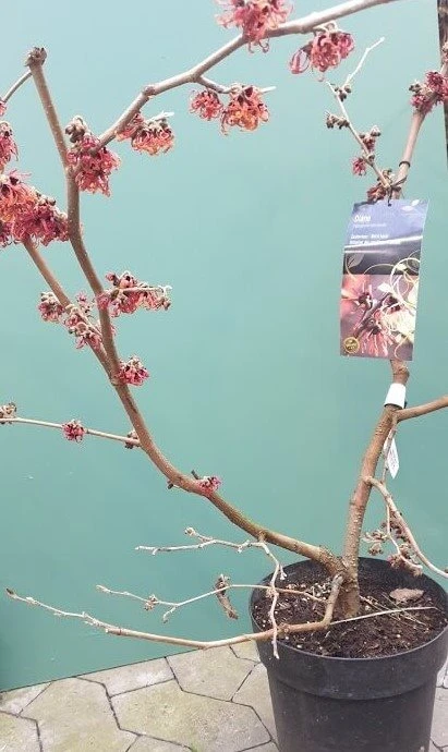 Troldnød "Diane" 3 Troldnød "Diane"