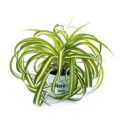 Væddeløber `Bonnie`