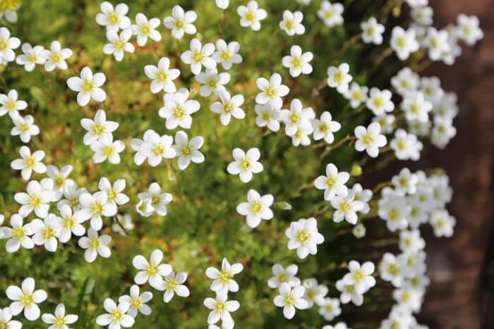 LivsSpire Salgsbutik -LivsSpire Salgsbutik shutterstock 1712772964 700x467 1